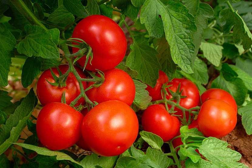 Při pěstování rajčat je důležitý dostatečně velký prostor