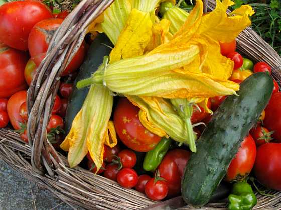 Sklízet plodovou zeleninu je potřeba umět