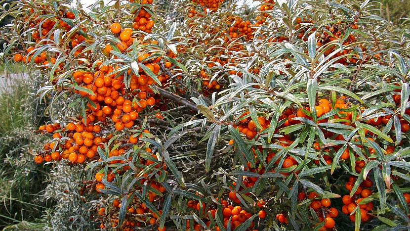 Plody rakytníku řešetlákového představují zázračnou medicínu (Zdroj: Depositphotos.com)