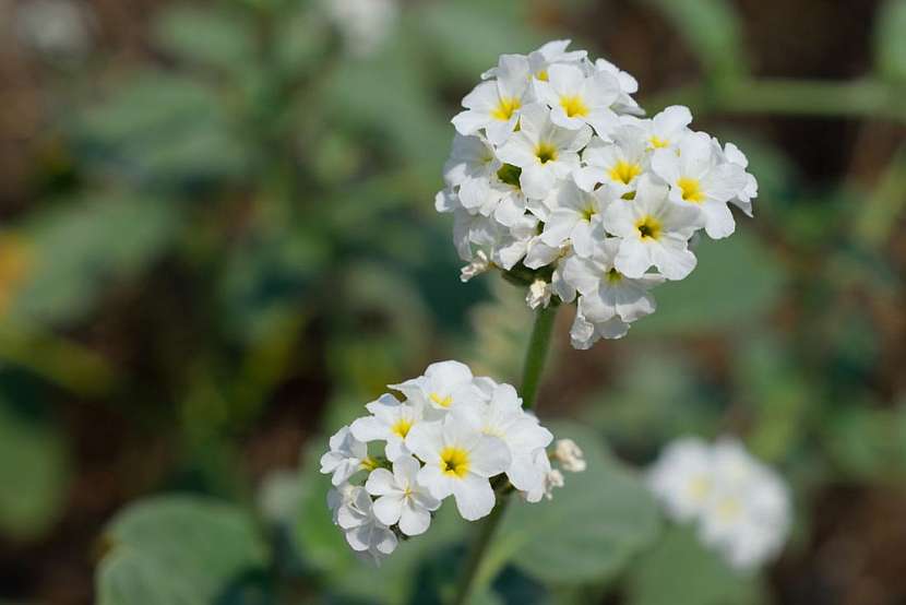 Heliotropium hirsutissimum je druh kvetoucí rostliny, pocházející z východního Středomoří