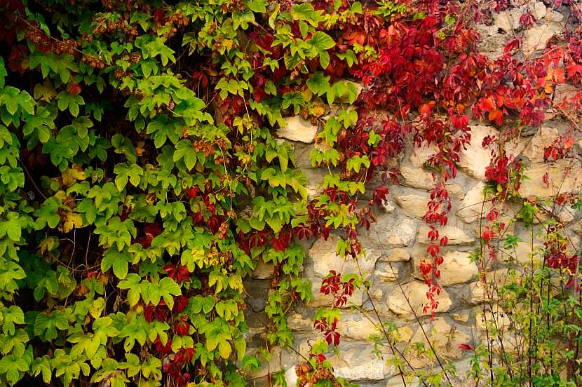 Psí víno má na podzim krásně barevné listy