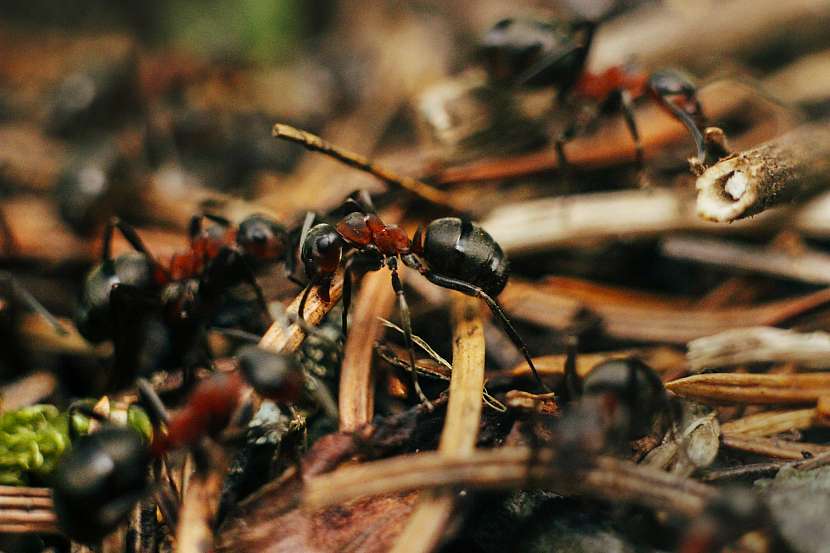 Mravenci lesní