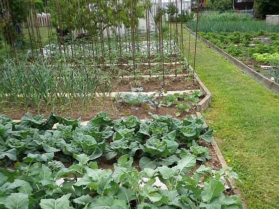 Některé odrůda zeleniny je možné pěstovat celoročně (Zdroj: Ludmila Dušková)