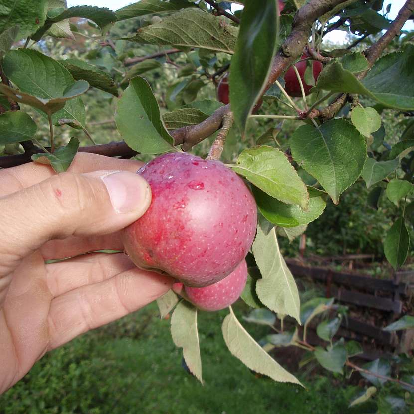Při skladování ovoce dbáme na to, aby byly plody dostatečně zralé a zdravé (Zdroj: Ludmila Dušková)