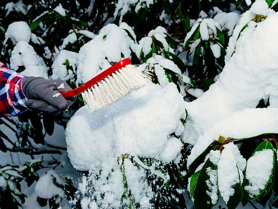 Zahrada v lednu je především o sněhu a mrazu (Zdroj: Heureka Group a.s.)