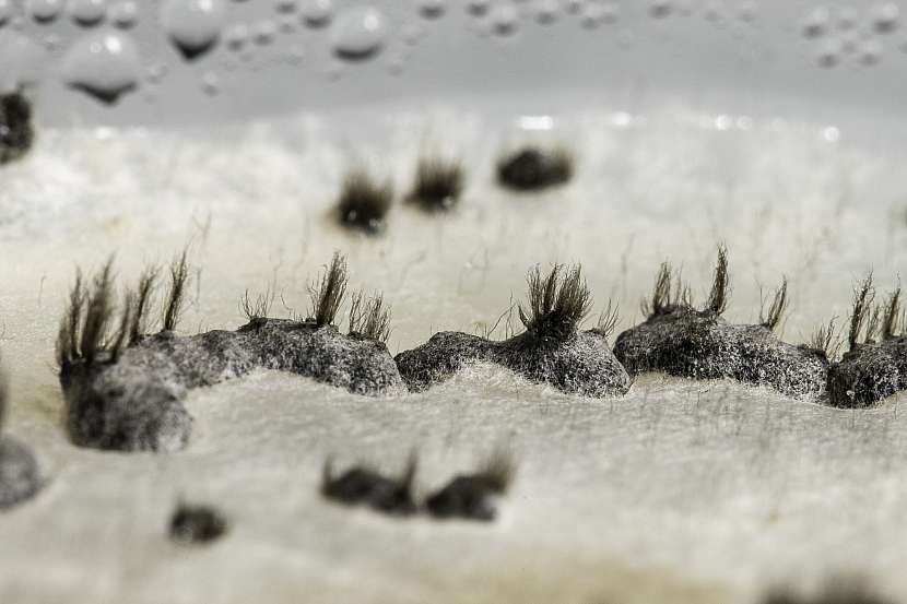Zvětšený detail Botrytis cinerea, houby způsobující šedou hnilobu na begoniích