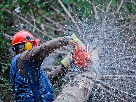 Palivové dřevo si můžete levně vytěžit svépomocí. Má to svoje podmínky i úskalí (Zdroj: Depositphotos (https://cz.depositphotos.com))