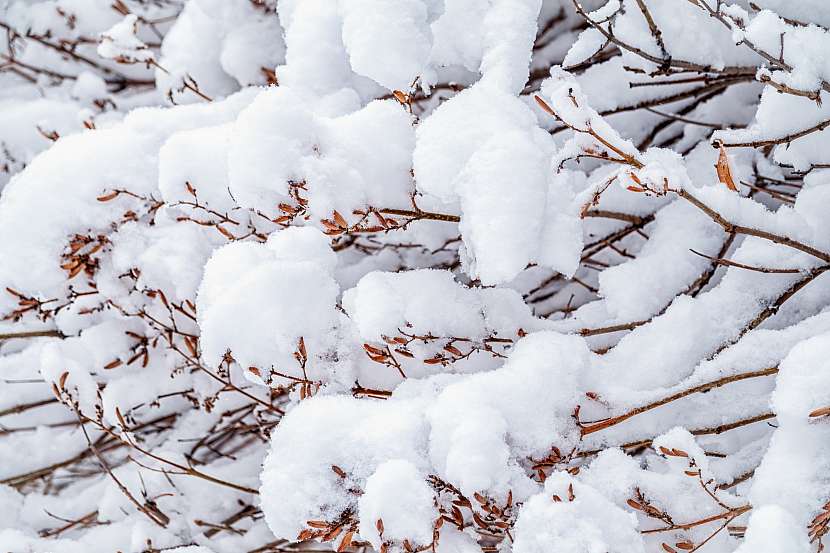 Aby se pod sněhem nepolámaly větve keřů, svážeme je a setřeseme sníh