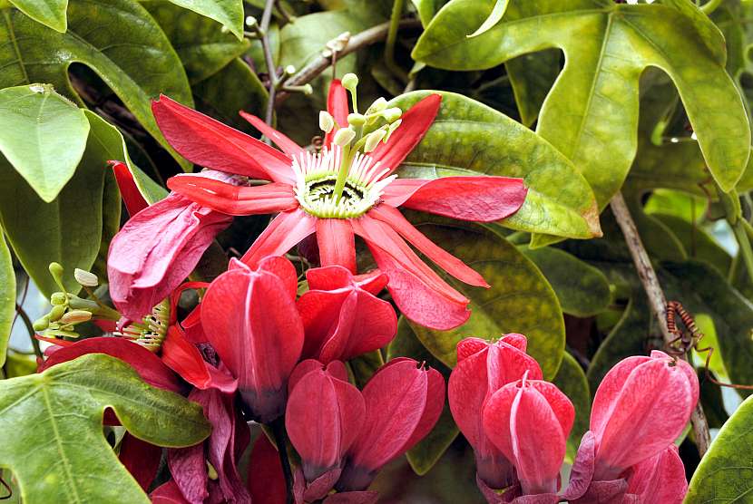 Červené květy druhu Passiflora Ligularis