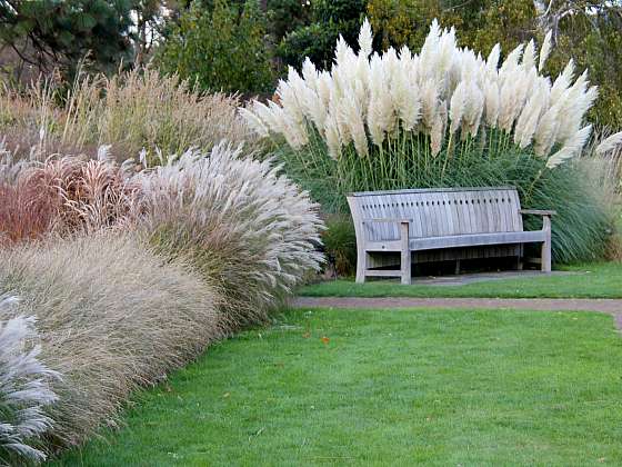 Okrasné trávy v zahradě jsou tím správným základem pro stepní zákoutí, kde se najde místo i pro lavičku (Depositphotos (https://cz.depositphotos.com))