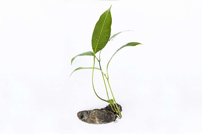 Mladá rostlinka manga vypěstovaného z pecky