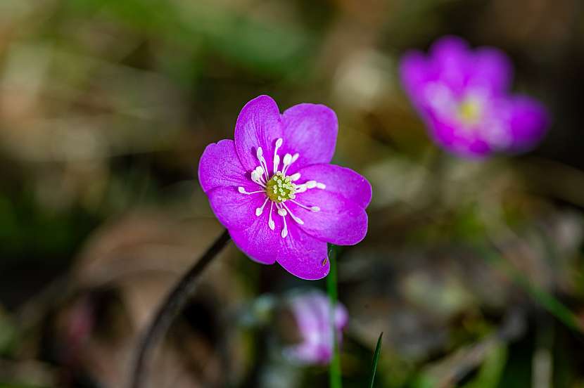 Hepatica nobilis Liverleaf v různých barvách