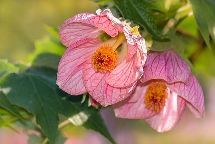 Abutilon neboli podslunečník – atraktivní pokojová rostlina s hedvábnými květy