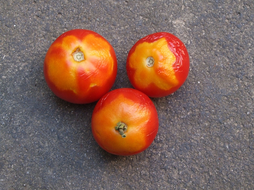 Žlutá kapuce na plodech rajčat