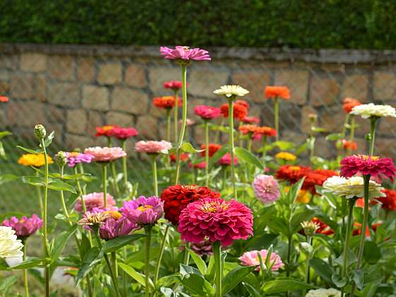 Dejte se do pěstování cínií, rozzáří zahradu svými květy (Zdroj: Jaromír Malich)