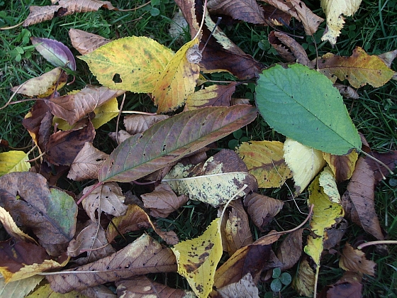 Listí na podzim dělá vrásky mnoha zahrádkářům (Zdroj: Jan Kopřiva)