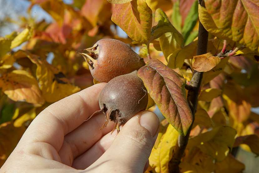 Na podzim se listy mišpule zbarví až do červené barvy