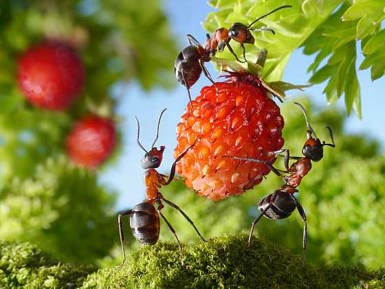  Škůdci nebo užiteční predátoři? Jak zařazujeme hmyz (Zdroj: Depositohotos)