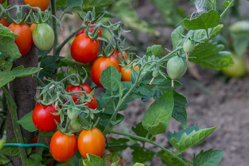 Zdravá a chutná rajčata budete mít jsn s tou správnou péčí (Zdroj: Depositphotos (https://cz.depositphotos.com))