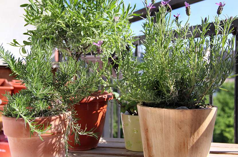 Při budování jedlého balkonu nezapomeňte na bylinky