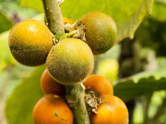 Rostliny narančily jsou považovány za velmi dekorativní (Zdroj: Depositphotos (https://cz.depositphotos.com)