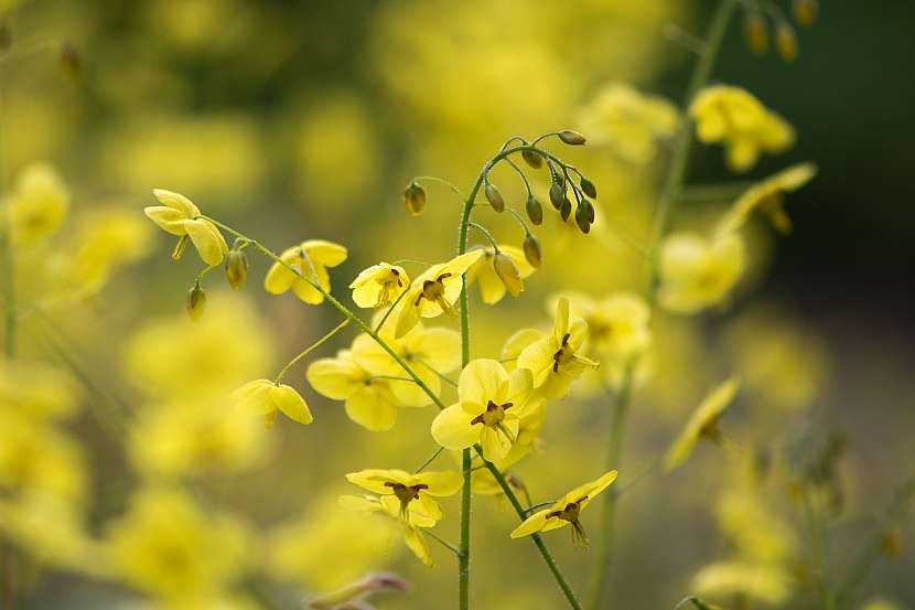 Škornice má drobné žluté květy (Zdroj: Depositphotos (https://cz.depositphotos.com))
