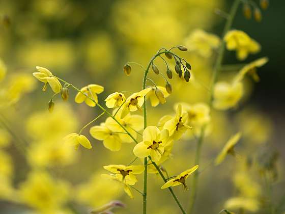 Škornice má drobné žluté květy (Zdroj: Depositphotos (https://cz.depositphotos.com))