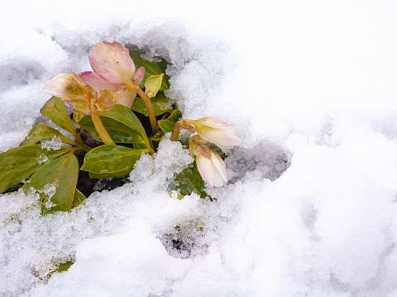 otevřít: Čemeřice, trvalka, která kvete o Vánocích