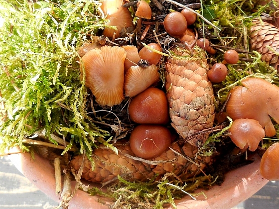 Lesní houby s úspěchem vypěstujete i doma