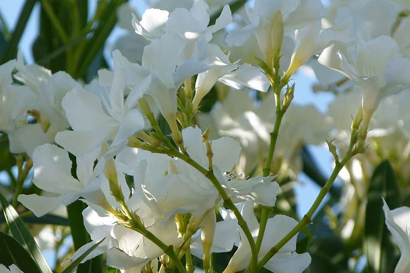 Bílé květy oleandru dotvoří atmosféru