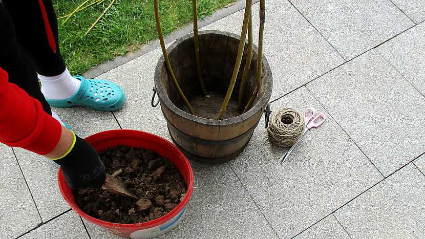 Jak pěstovat hrášek v přenosné nádobě na zahradě i na balkoně pro radost (nejen) dětem 1