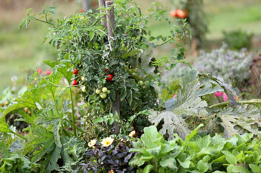 Smíšené kultury při plánování zeleninové zahrady nepřehlížejte, výsledkem může být vyšší výnos a zdravější půda (Zdroj: Depositphotos (https://cz.depositphotos.com))