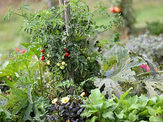 Smíšené kultury při plánování zeleninové zahrady nepřehlížejte, výsledkem může být vyšší výnos a zdravější půda (Zdroj: Depositphotos (https://cz.depositphotos.com))