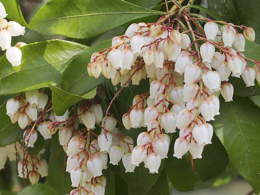 Nádherný detail květů Pieris japonica