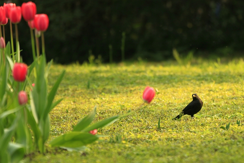 Čím odradit ptáky od jarních rostlin? (Zdroj: Depositphotos)