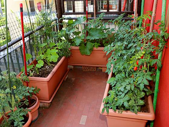 Vypěstujte si rajčata na balkóně úplně stejně jako ve skleníku nebo na záhonu