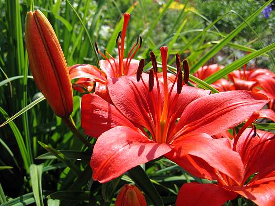 Říjen je vhodný pro výsadbu lilií, které svými nádhernými květy obohatí každou zahradu (Zdroj: Depositphotos (https://cz.depositphotos.com))