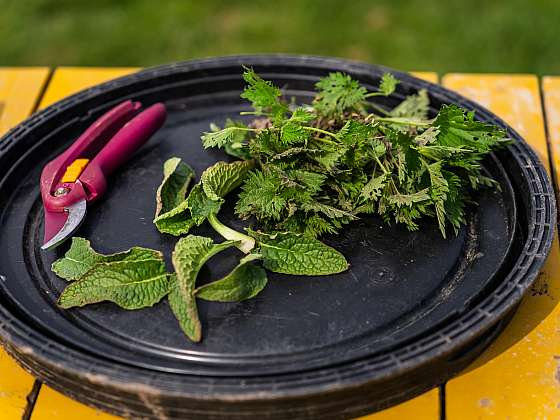 Znáte využití jíchy jako bylinného hnojiva na rostliny?