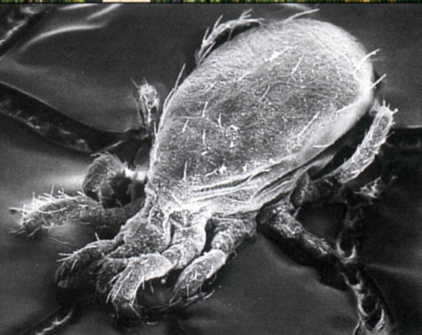 mikroskopický snímek dravého roztoče Typhlodromus p.