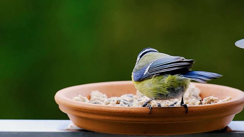 Zpěvné ptactvo zbaví zahradu brouků a housenek