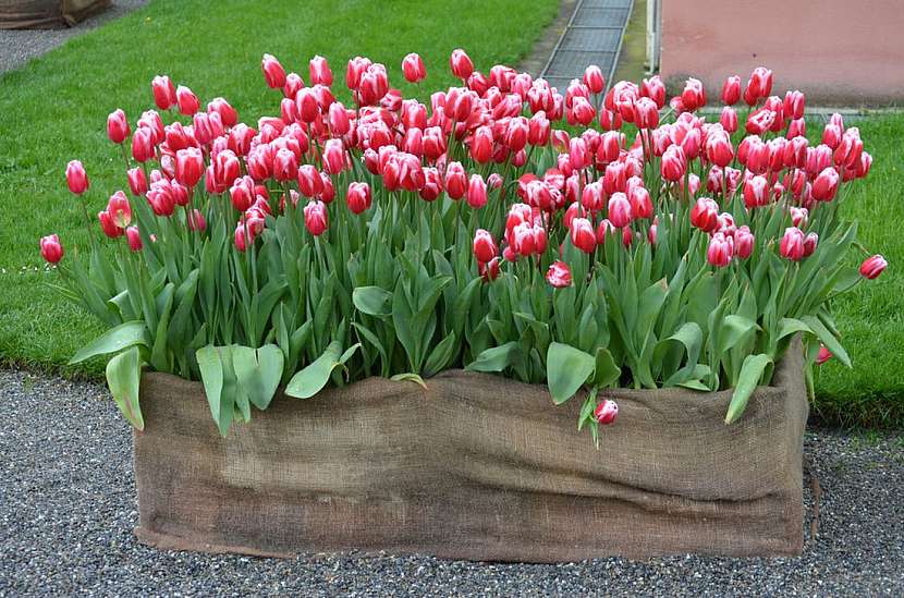 Myslete už teď na jaro. Zasaďte tulipány!