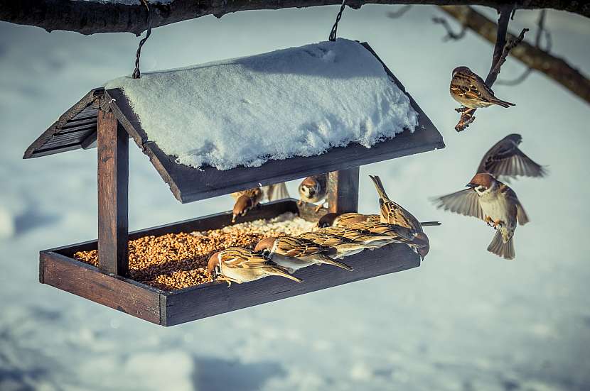 V zimě nasypte ptáčkům semena, jako je slunečnice, oves nebo proso, krmítko ale každoročně desinfikujte