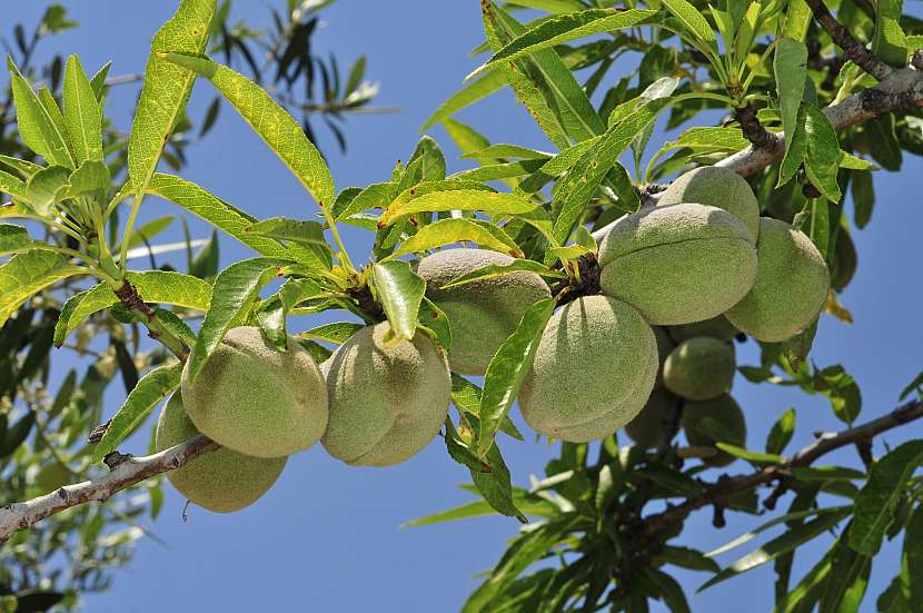Plody mandloně mají obal nazývaný rubina