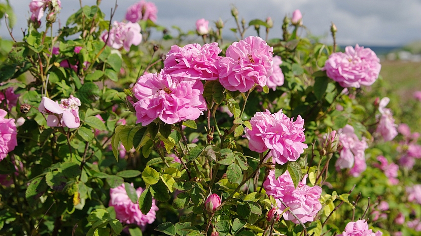 Růže damašská (Rosa damascena) pomáhá hlavně při ženských problémech