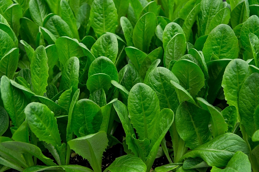 Předpověď počasí a zahrada: čas na výsev čekanky salátové - hlávkové