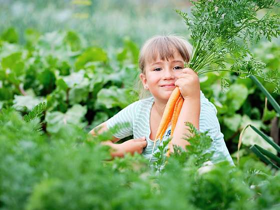 Se sklizní kořenové zeleniny pomohou rádi i ti nejmenší (Zdroj: Depositphotos (https://cz.depositphotos.com)