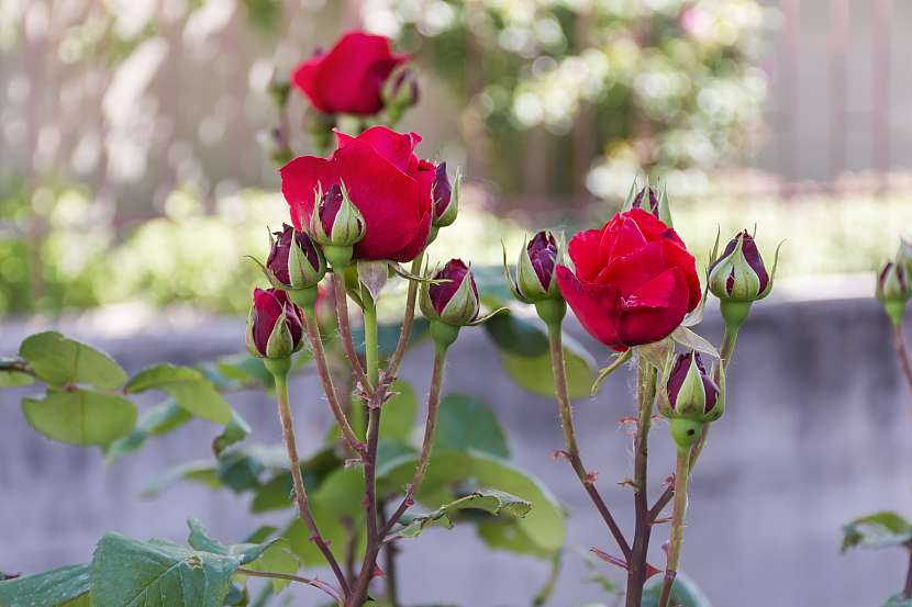 Aby růže zůstaly po celý rok krásné a zdravé, potřebují správné ošetření