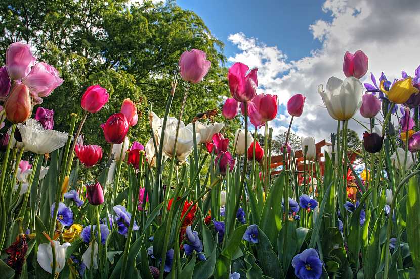 Venkovská kvetoucí zahrada má své neopakovatelné kouzlo (Zdroj: Depositphotos)