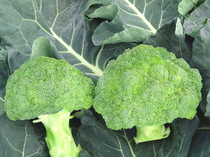 Brokolice aktivizuje látkovou výměnu, zlepšuje práci srdce, svalů a nervů