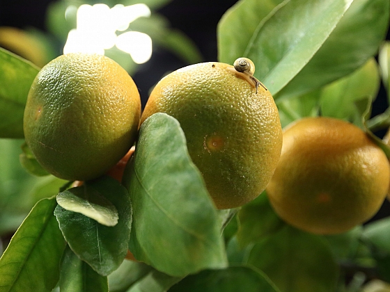 Citrusy můžete úspěšně pěstovat i doma (Zdroj: Arch)iv FTV Prima, se svolením FTV Prima